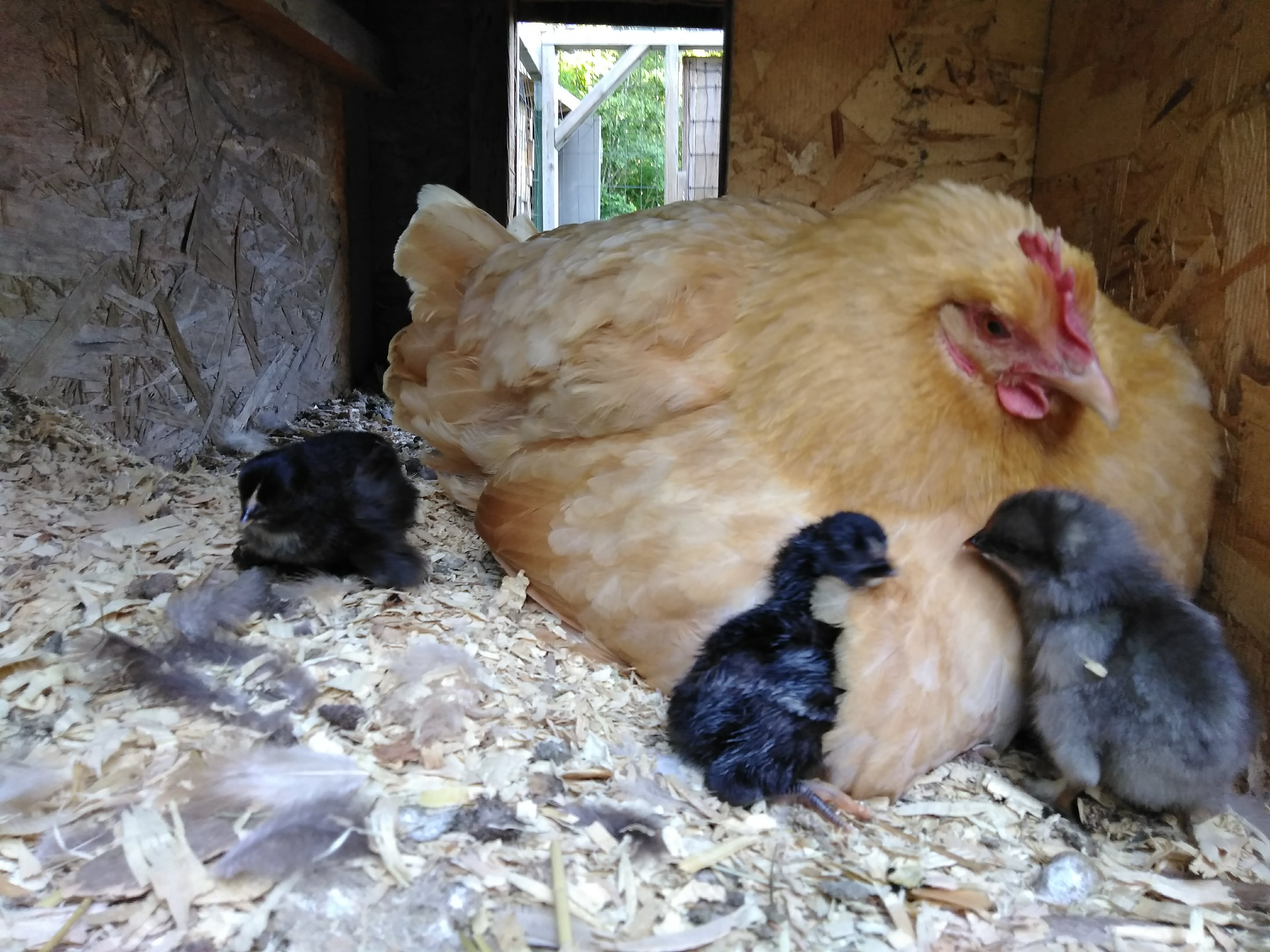 img_20180610_1850531