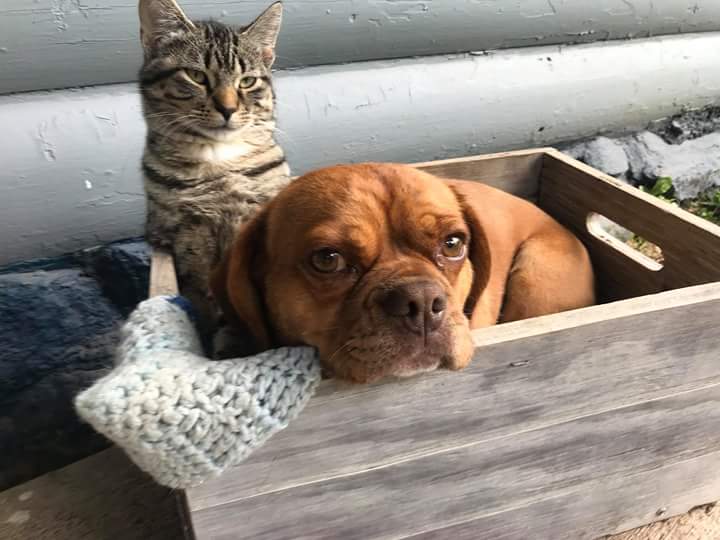 The Four Legged&nbsp;Critters